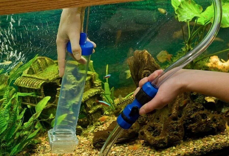 Как очистить воду в аквариуме. Чистка аквариума. Менять воду в аквариуме. Рыба для чистки аквариума. Для очистки воды в аквариуме.