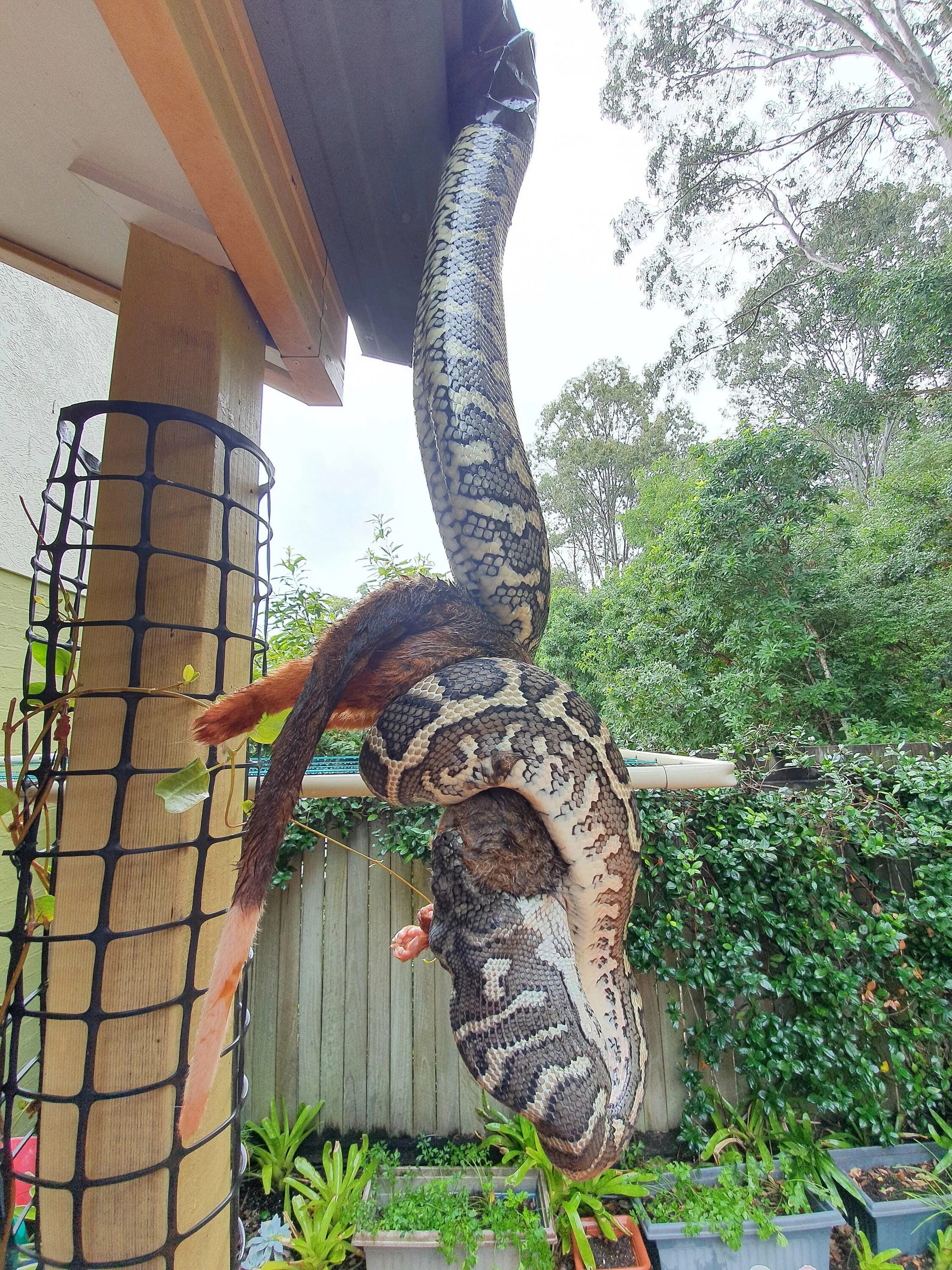 python eating a horse The help
