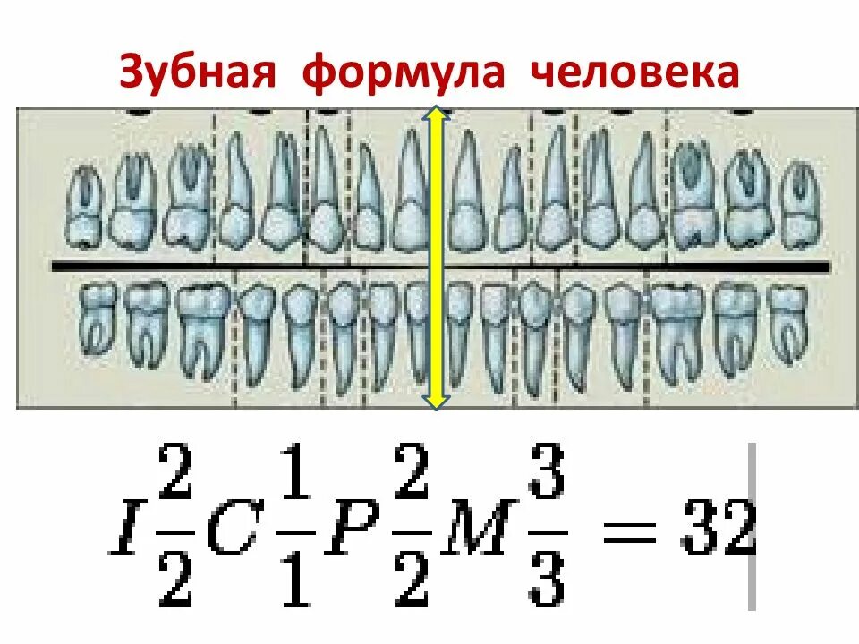 Составьте зубную формулу