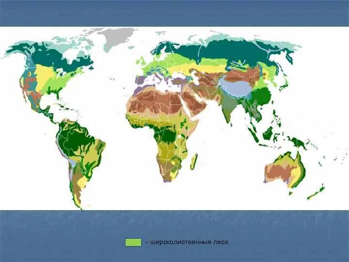 Широколиственные леса на карте. Широколиственные леса на карте России. Смешанные и широколиственные леса на карте. Зона широколиственных лесов на карте. Географическое широколиственных лесов в россии