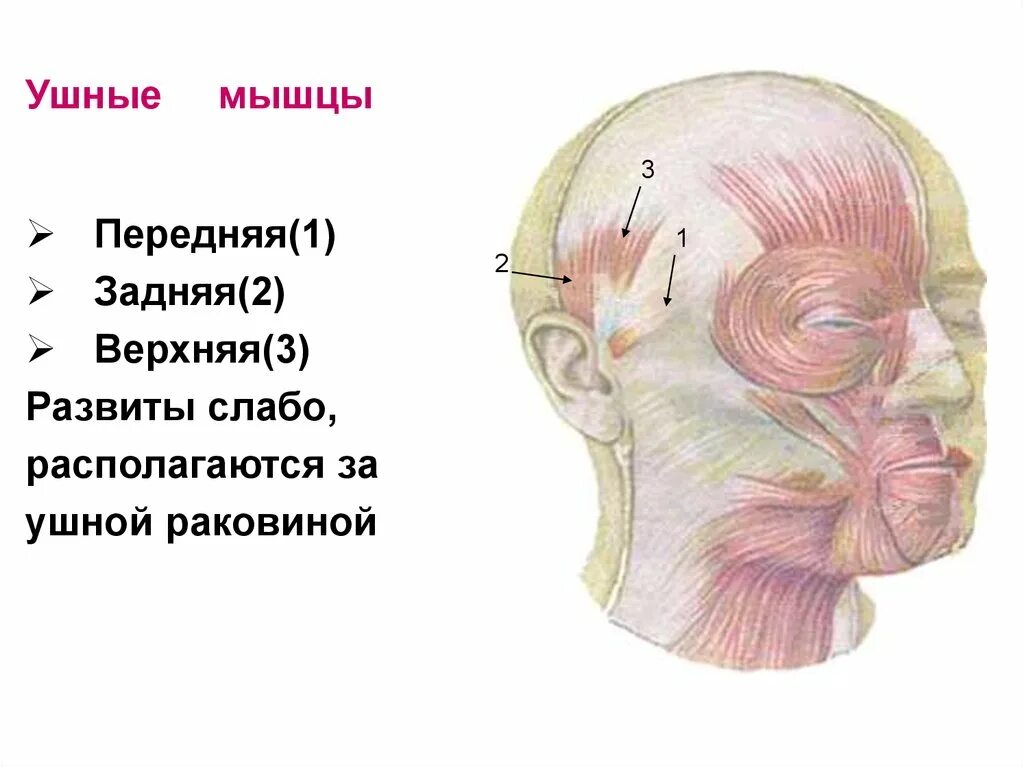 Массаж апоневроза головы
