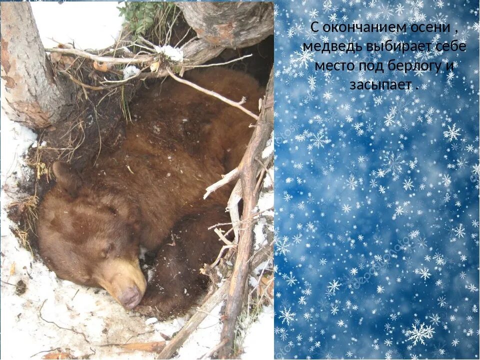 Медведь зимой в берлоге. Медведь в спячке в берлоге. Медведь зимой для детей. Залег в берлогу