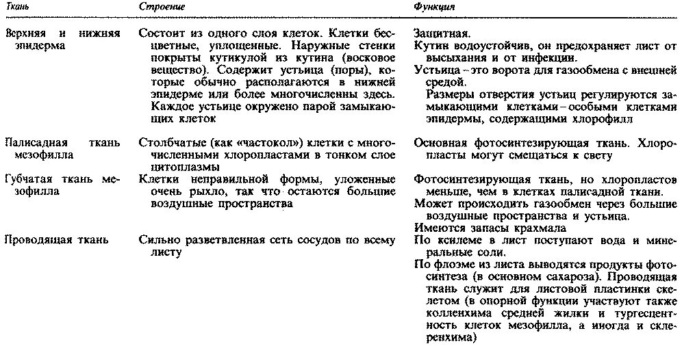 Особенности расположения основной ткани Особенности тканей растений 6 класс биология