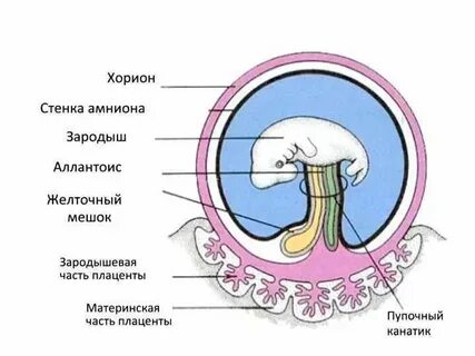 Амниотическая оболочка зародыша