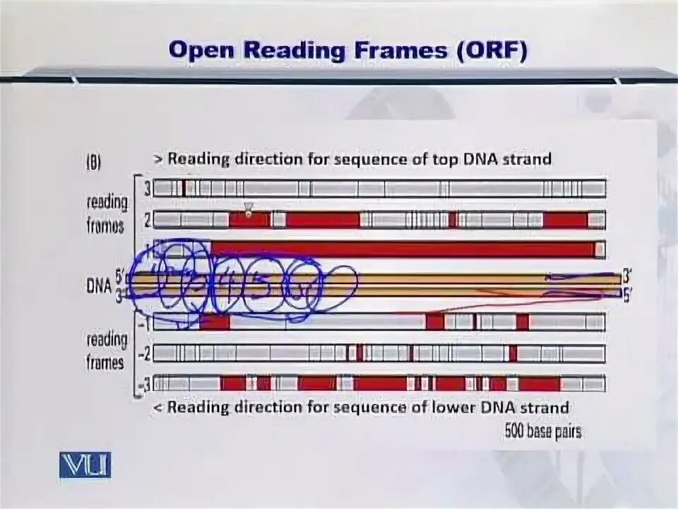 Topic 80. In frame out of frame bioinformatics.