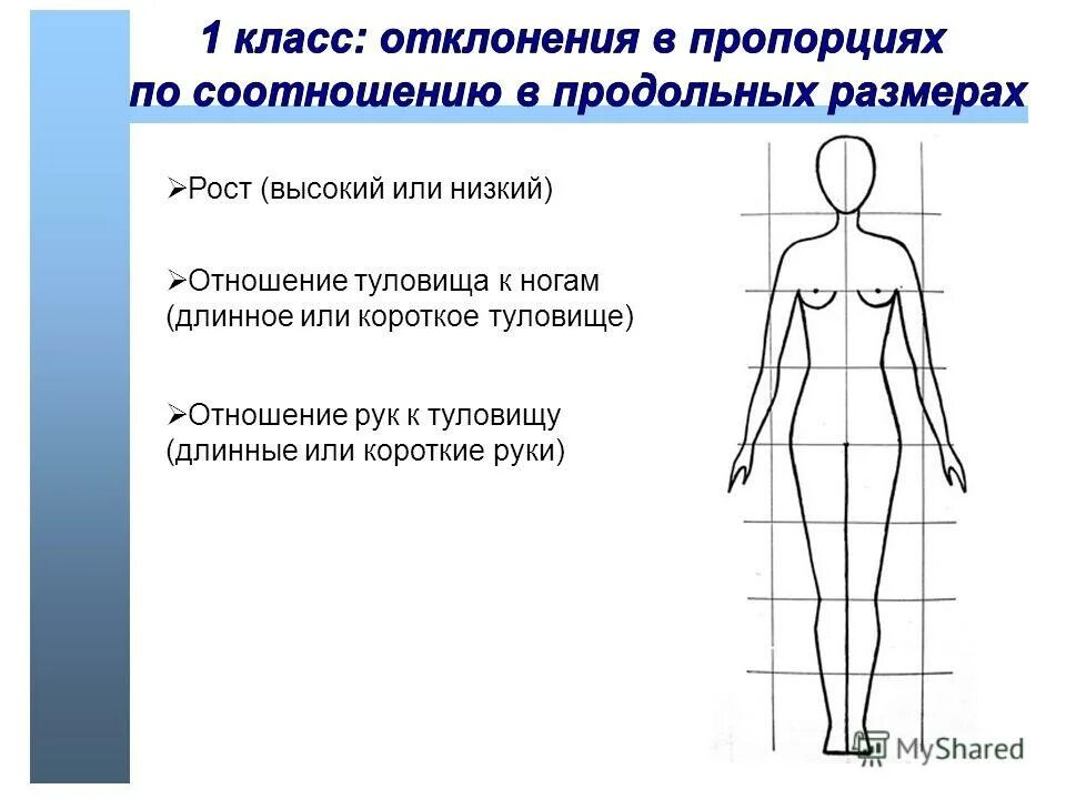 Ниже туловища. Верхняя часть туловища человека. Короткое туловище и длинные конечности. Короткие руки длинное туловище. Короткие ноги и длинное туловище.