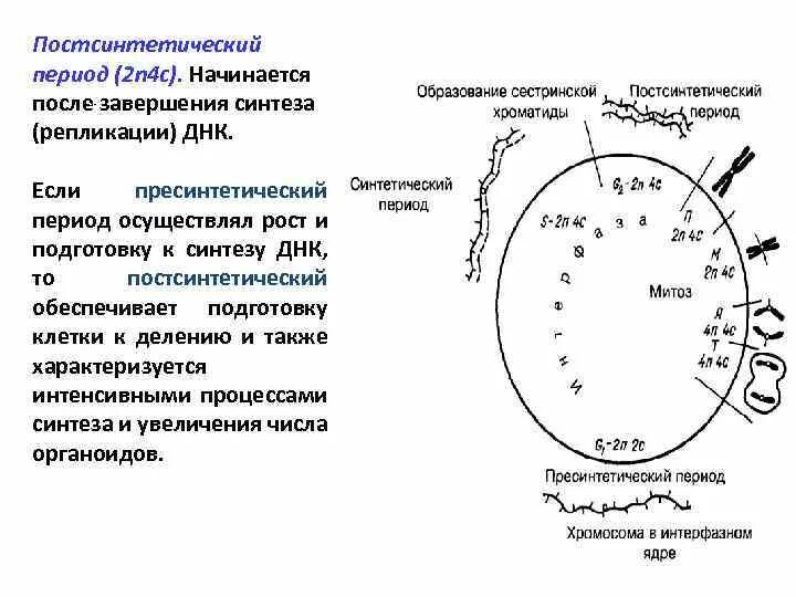 Подготовка к синтезу. Жизненный цикл клетки пресинтетический период. Пресинтетический синтетический и постсинтетический период. Постсинтетический период жизненного цикла клетки. Пресинтетический период набор хромосом.