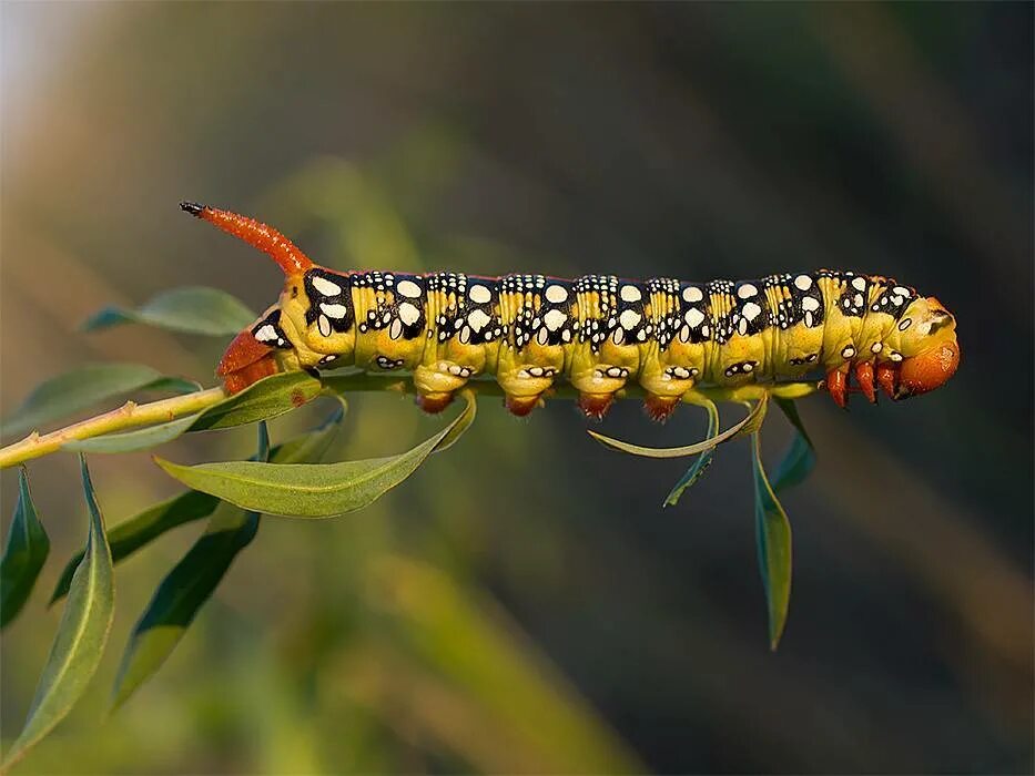 Sphinx ligustri гусеница. бражник эльпенор гусеница. олеандровый бражник гусеница. куколка глазчатого бражника. молочайный бражник гусеница и бабочка.