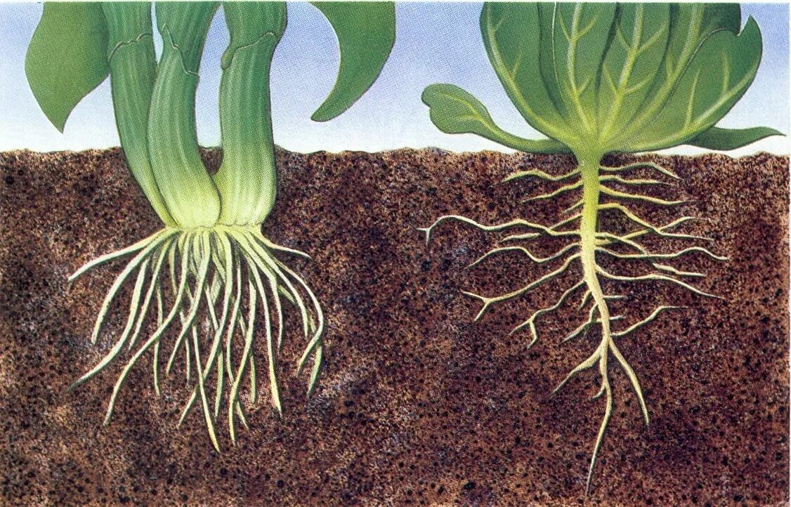 Корни растения бывают. Корни растений. Корешок растения. Корневые системы растений. Корни растений в почве.