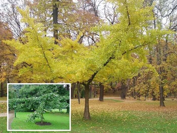 Китайское дерево гинкго билоба. Гинкго двулопастный дерево высотой до 40. Диаметр кроныгинкго двулопастная. Гинкго билоба двулопастный. Дерево гинкго хвойное растение.