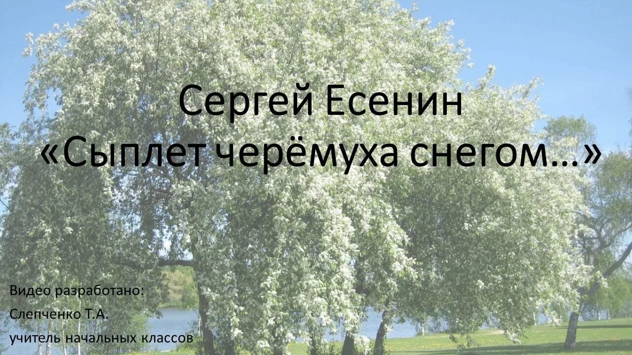 Никнут шелковые. С Есенин сыплет черемуха снегом 3 класс. Стихотворение Есенина сыплет черемуха снегом. Сергей Есенин сыплет черемуха. Стих Есенина сыплет черёмуха снегом.