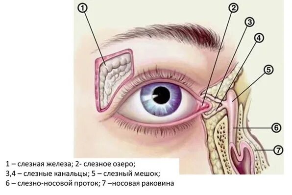 Массаж глаз слезного канала. Непроходимость слезного канала. Воспаление слезного мешка (дакриоцистит). Дакриоцистит, строение слезного канала. Непроходимость слезного канала симптомы.