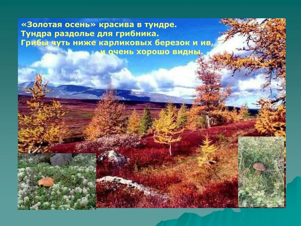 Выберите самую холодную природную зону. Природные зоны земли тундра. Природная зона России тундра презентация. Тундра 8 класс география. Карликовая берёза в тундре.