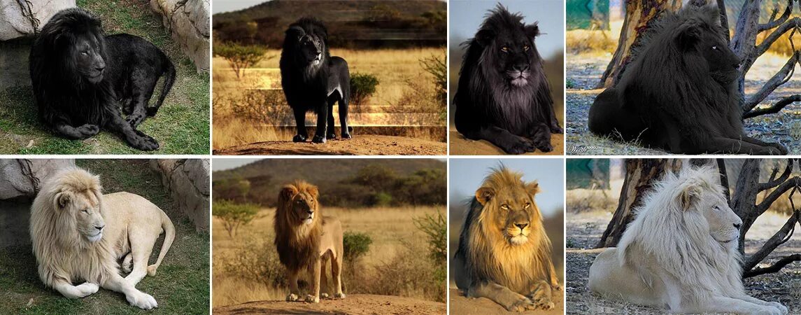 См черный лев. Меланизм Лев. Черный Лев. Лев черный белый. Лев с черной гривой в природе.