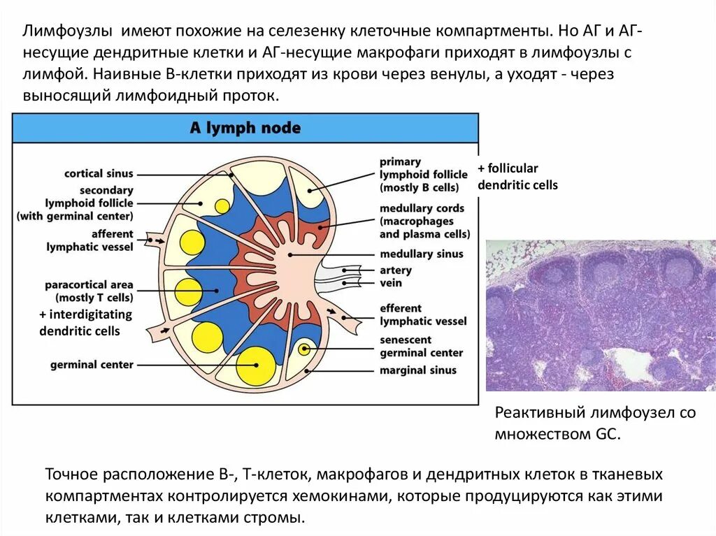 Дендритные клетки лимфатического узла. Лимфоциты в лимфатическом узле. Схема строения лимфатического узла. Макрофаги лимфатических узлов.