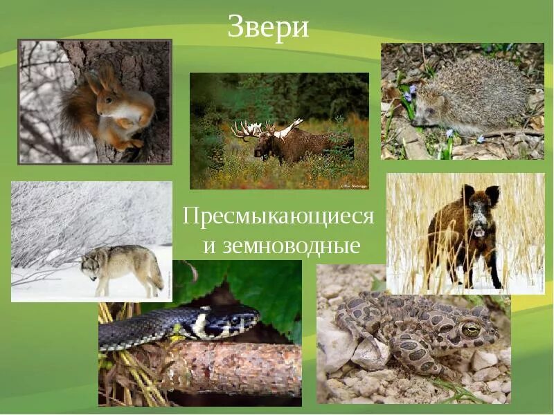 Проект разнообразие природы 3 класс. Разнообразие природы родного края. проект разнообразие природы родного края. разнообразиеприроыроногокрая. многообразие зверей родного края.
