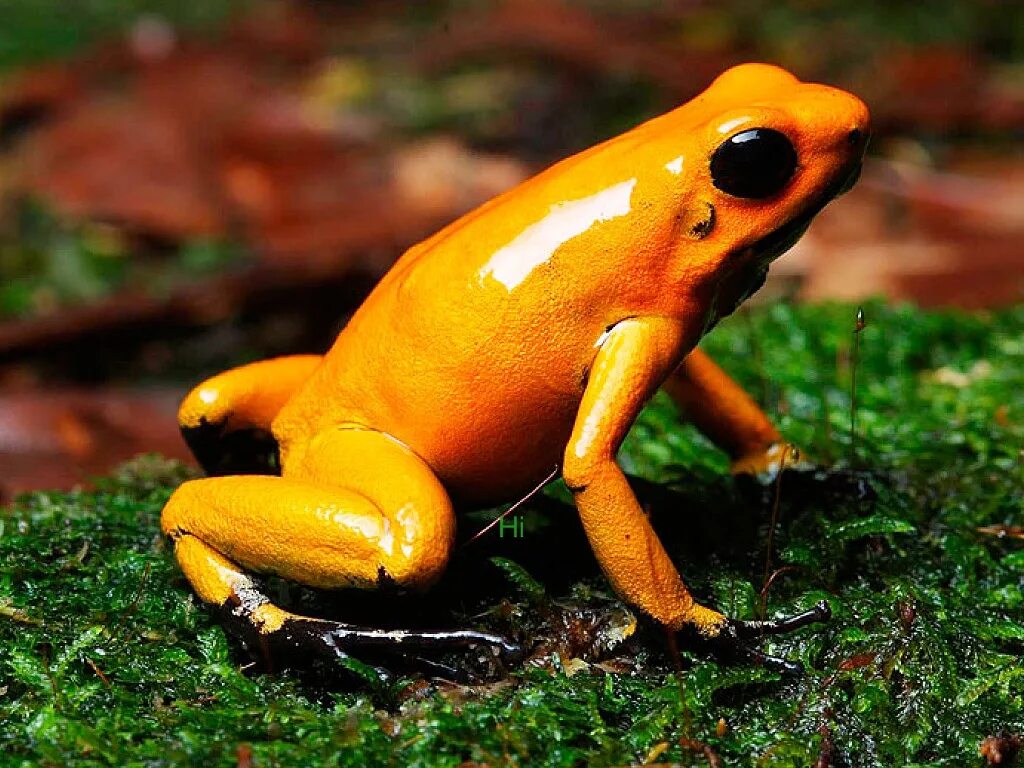 оранжевые животные. тритон огненная саламандра. огневка лиса красная. лисичка помаранчева. оранжевый зверь.