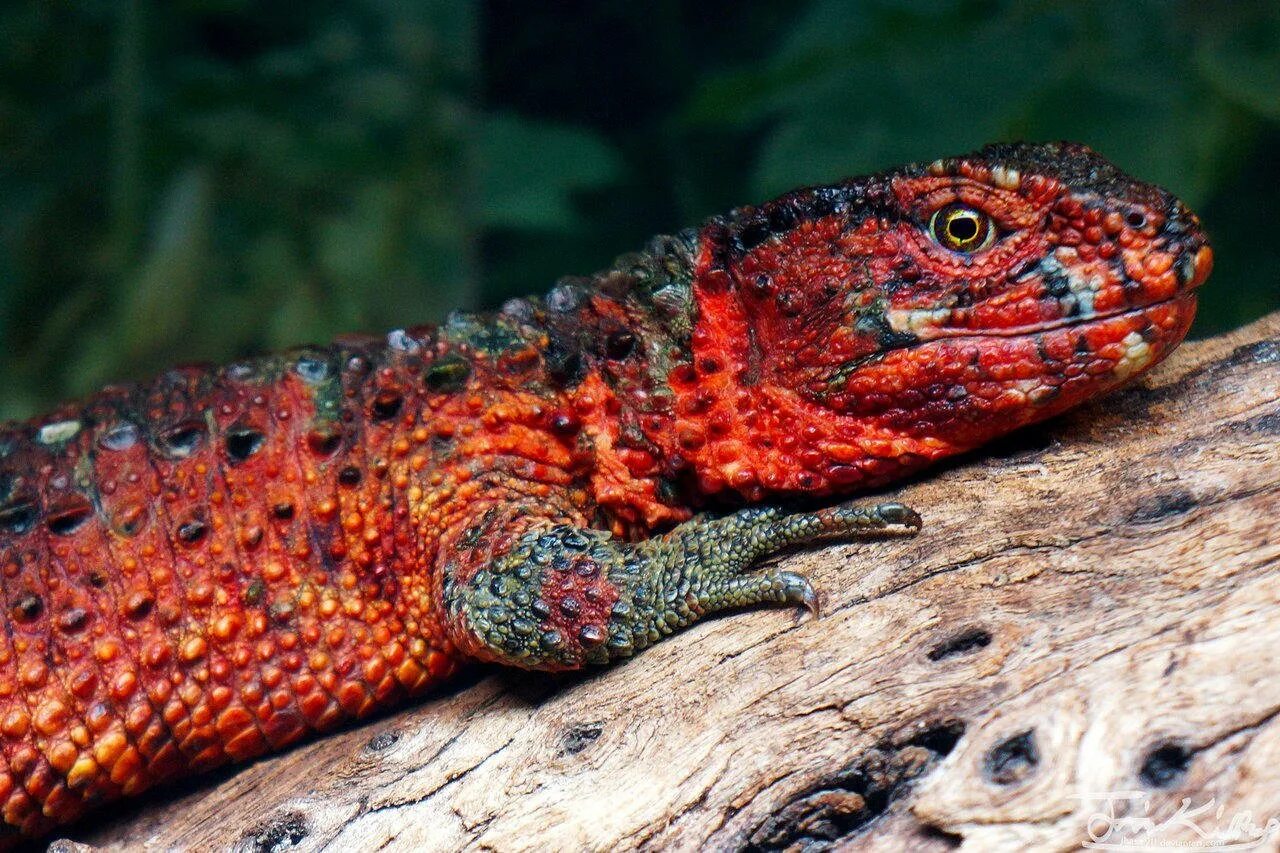 Пантеровый хамелеон самка. Тритон рептилия. Гребенчатый тритон. Огненная саламандра salamandra salamandra. Якусимский геккон.