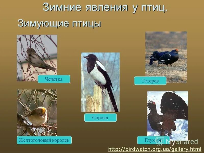 Перелетные птицы явление природы. Сезонные птицы. Зимние явления у птиц. Явления в жизни птиц. Сезонные изменения птиц.