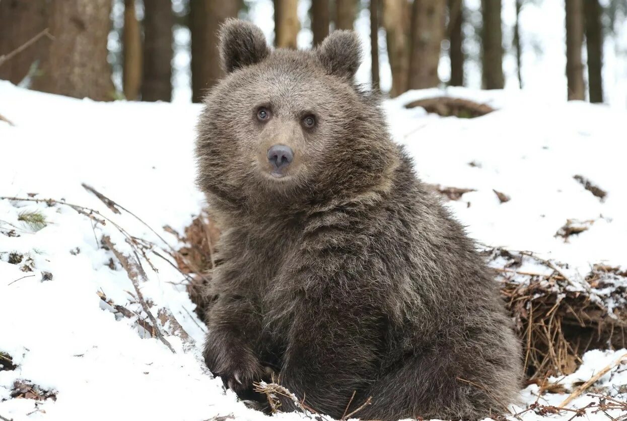 Bear 14. Медведь в твери. Bear 14. Медведь питомец у семьи. Медведь ест арбуз фото.