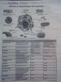 Заполните таблицу строение клетки ImmunoCap.ru