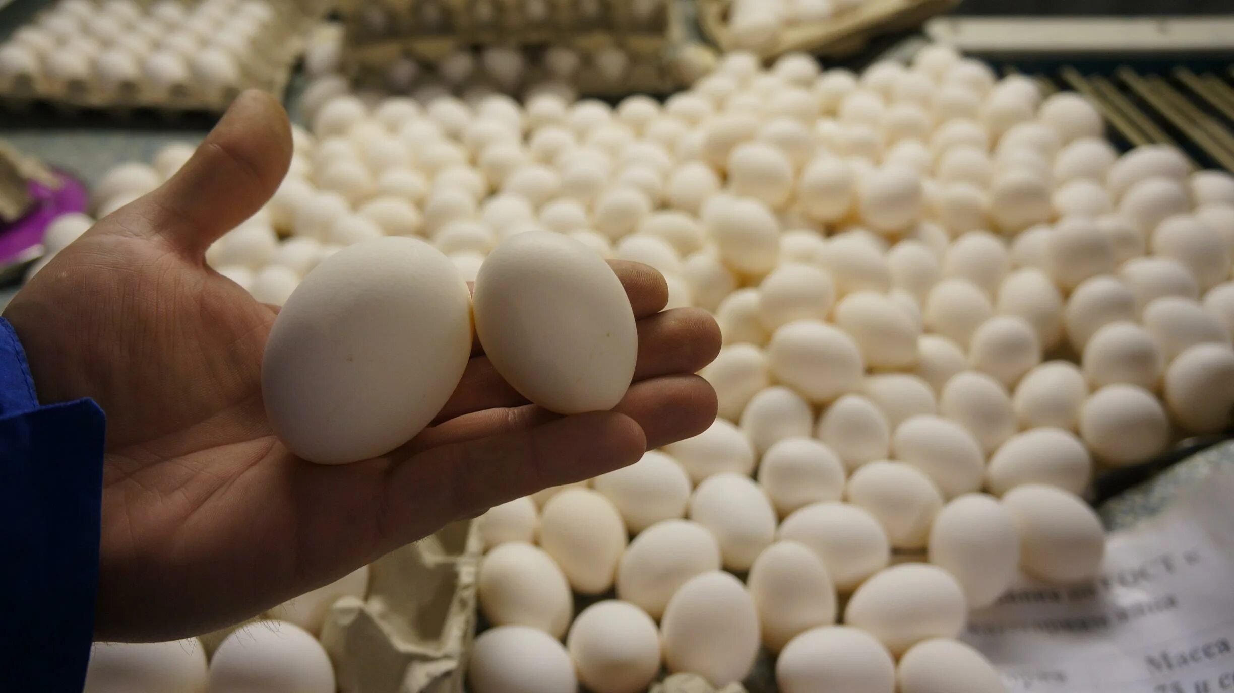 Продуктивность яиц. Производство яиц. яйца на птицефабрике. птицеводство яйца. яйца производители.