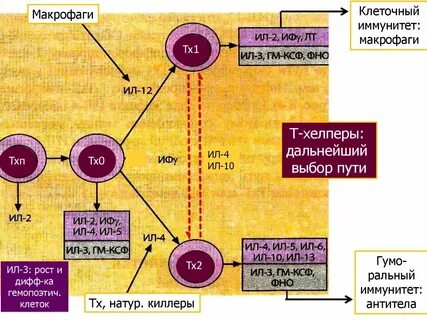 Макрофаги 1 2