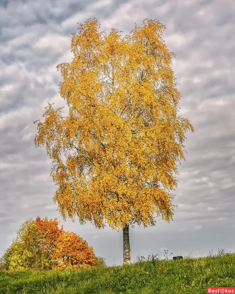тонкая береза