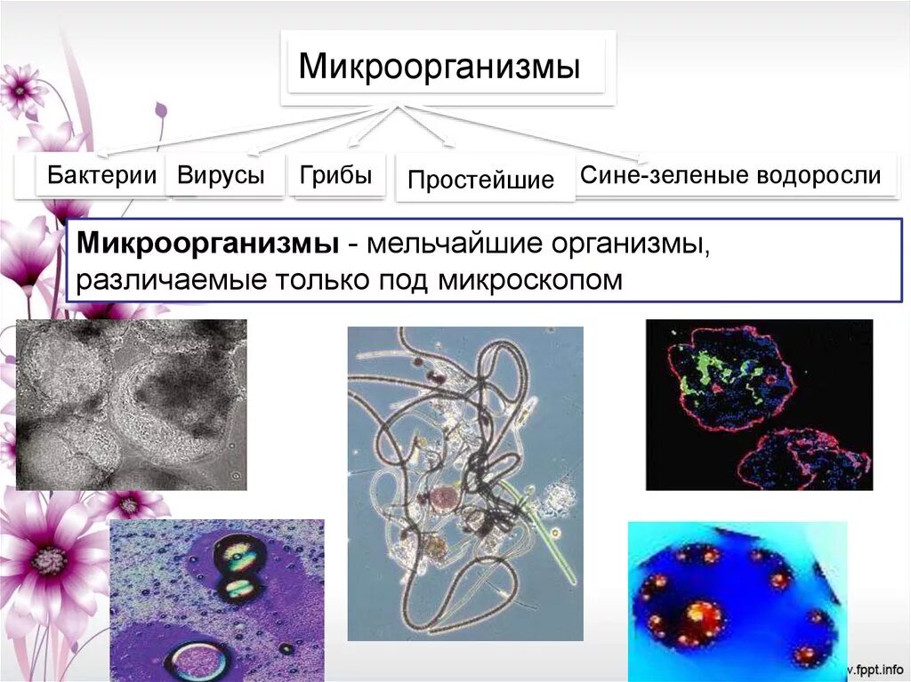 Биотехнология микроорганизмов. Объекты биотехнологии — микроорганизмы. Вирусы в биотехнологии. Бактерии и вирусы в биотехнологиях. Бактерии урок 7 класс