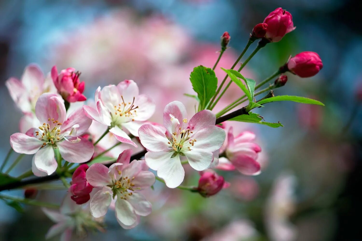 Blossom цветы. Яблоня черри блоссом. Яблоневый цвет (Malus domestica). Malus domestica цветет. Арканзас яблоня цветок.