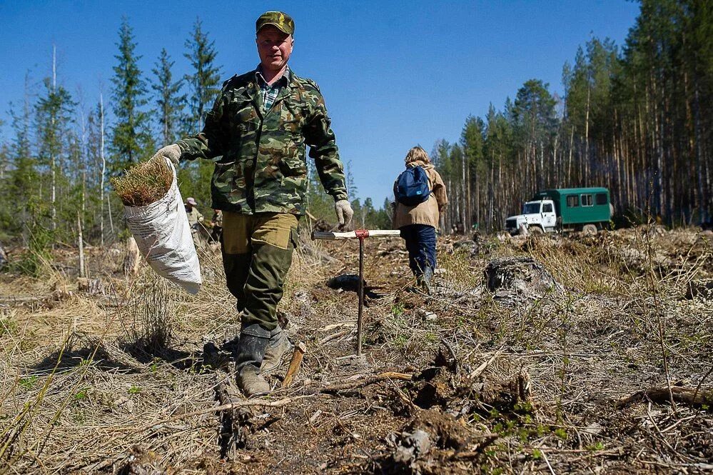 Заходишь в лесхоз и сразу чувствуешь. Билимбаевское лесничество лес. Билимбаевское лесничество климат. Старобинский лесхоз фото. Шестой лесничий.