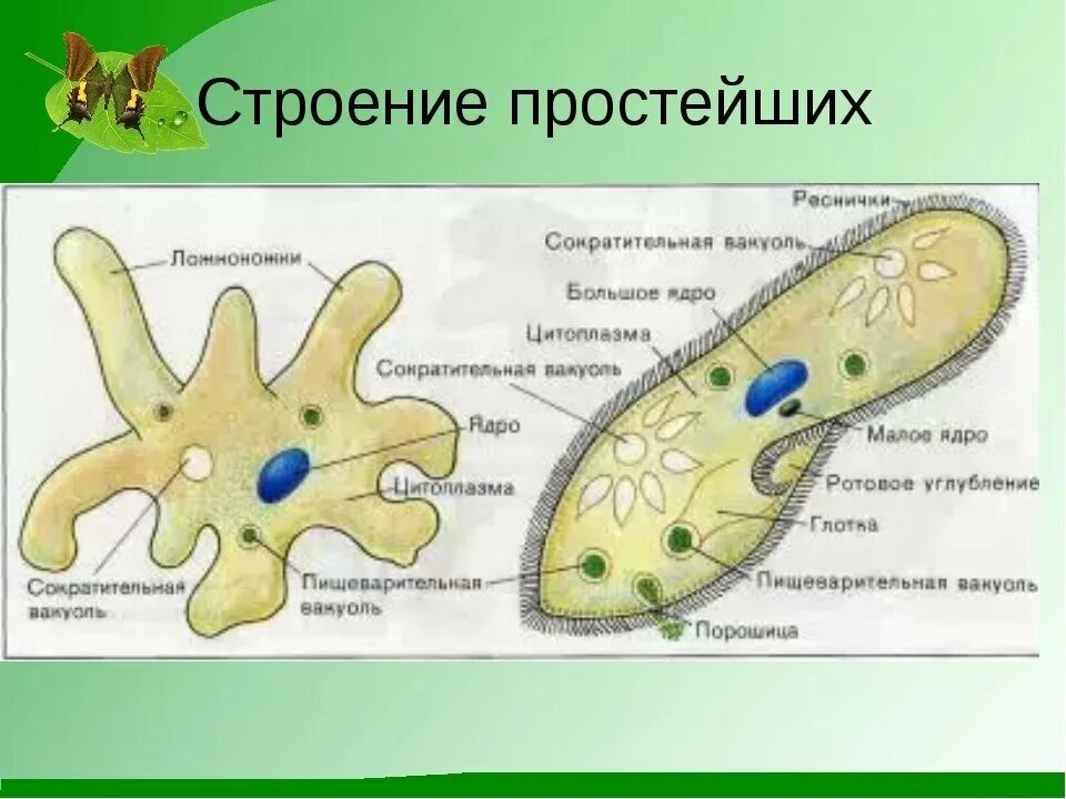 Протисты строение клетки. Строение клетки простейших. Строение клетки простейших подробно. Внутреннее строение простейших.