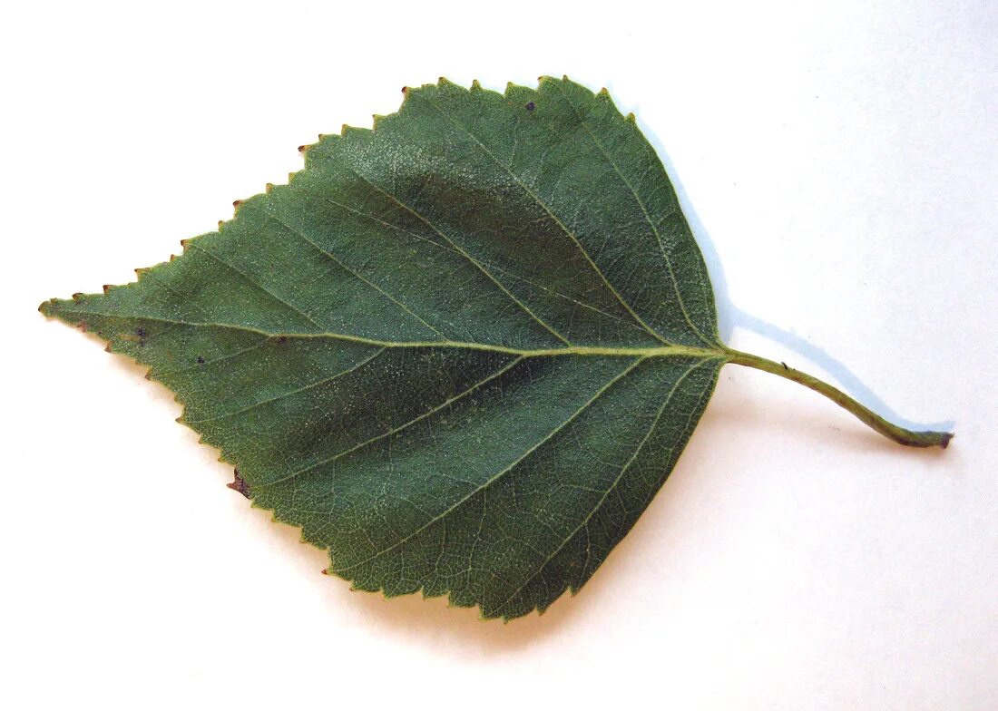 Betula Obscura. Betula листья. Берёза листья. Листок березы. Листок березки