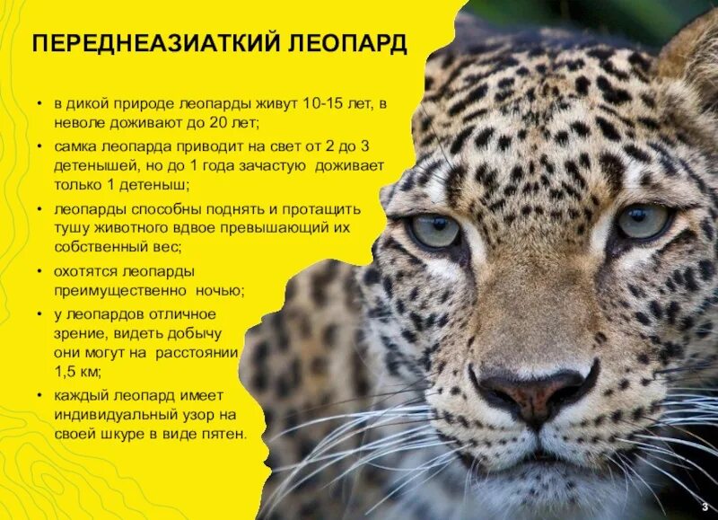 Леопард значение. Леопарды в неволе. леопард презентация. стих про леопарда. цитаты про леопарда.