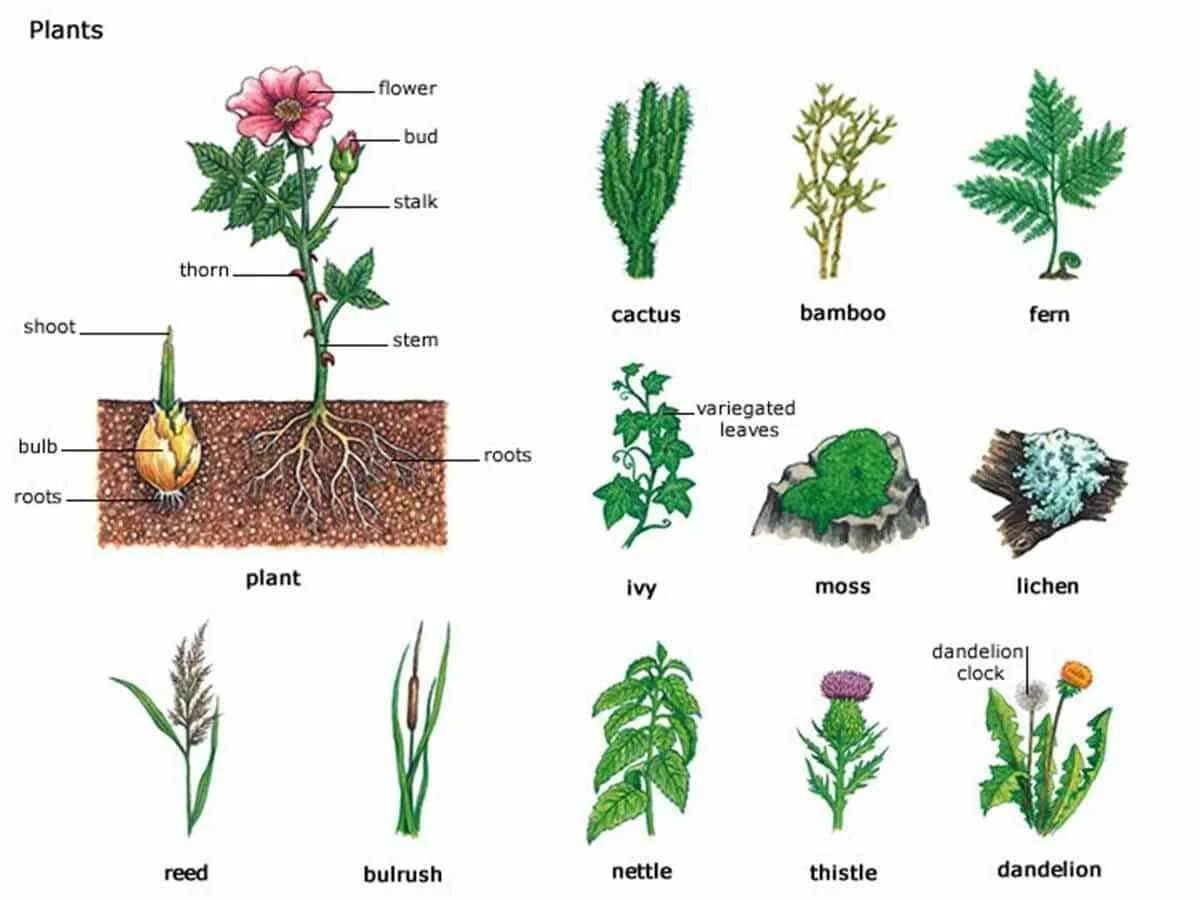 Plants english. Травянистые растения. Название растений. Растения картинки. Травы названия.