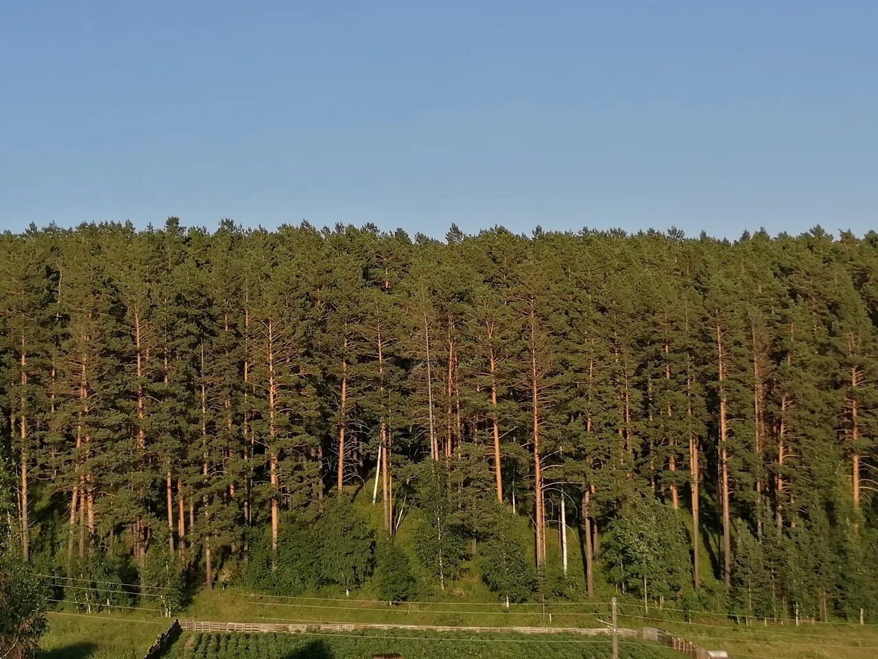 деревья россии фото. иволга база отдыха екатеринбург. иволга кадниково. новый оскол сосновый бор. сосновый лес взморье калининград.
