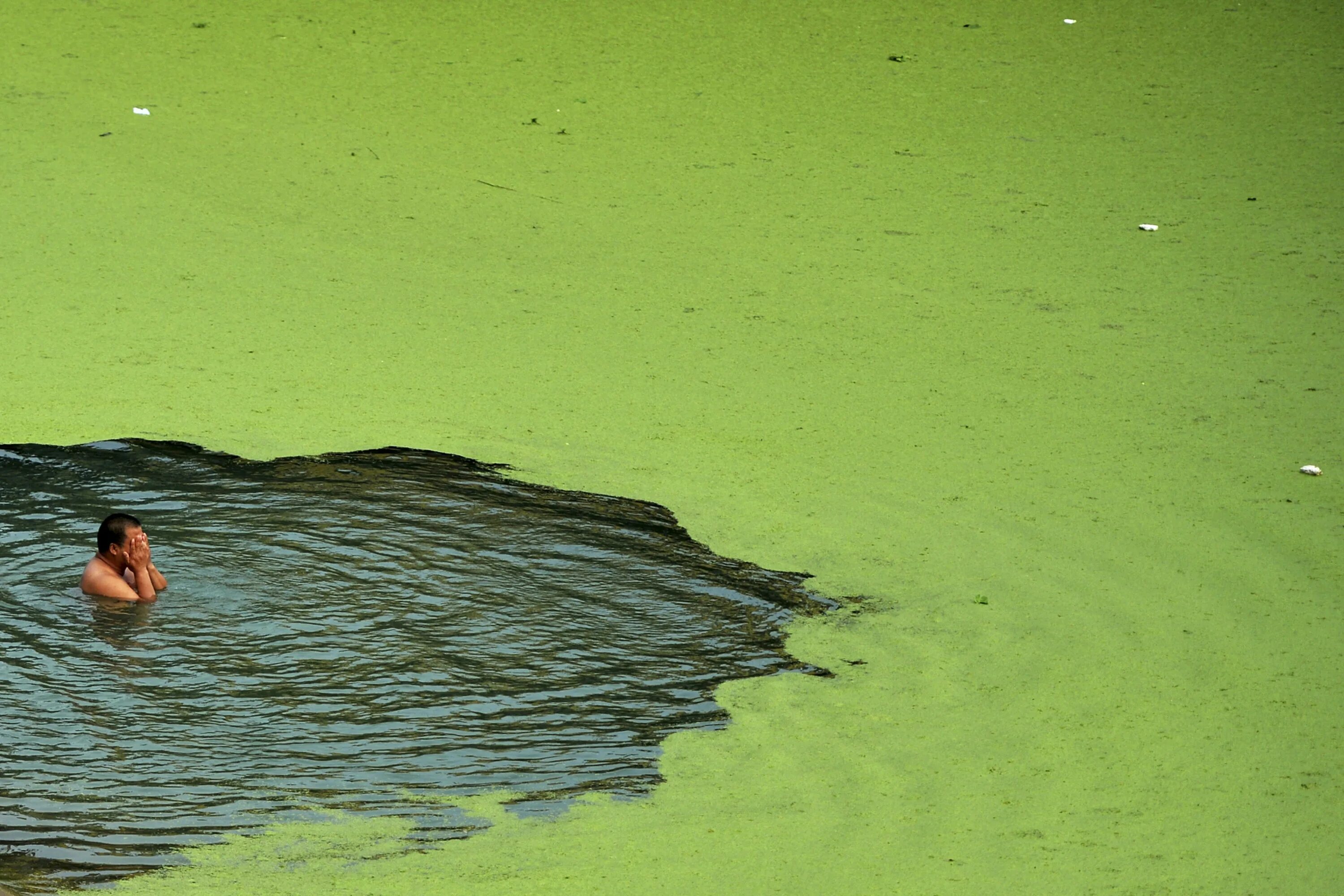 Кал плавает на поверхности воды. Грязная вода зеленая. Водоросли в речке.