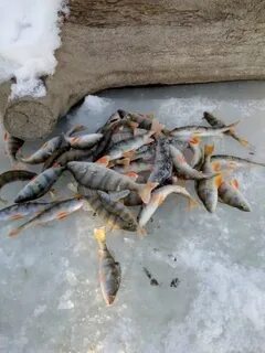 Арк алтайский рыболовный клуб