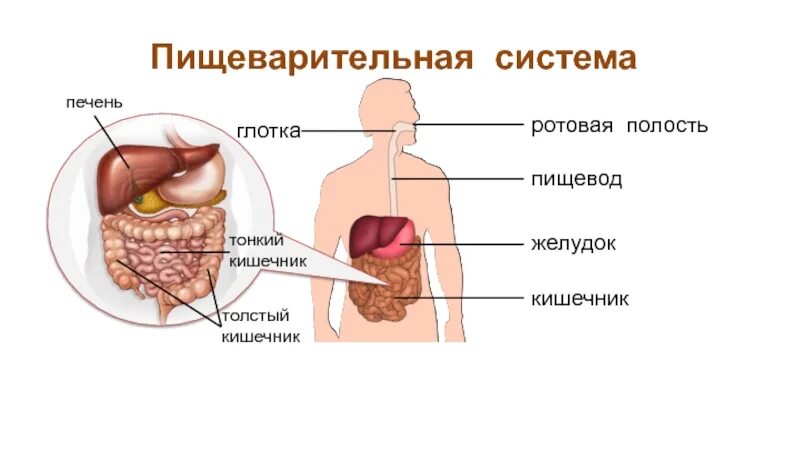 Органы желудок кишечник печень. Пищеварительная система пищевод желудок кишечник. Ротовая полость глотка пищевод, печень, желудок, кишечник. Ротовая полость — пищевод — желудок — тонкий кишечник. Пищеварительная система ротовая полость глотка пищевод желудок.