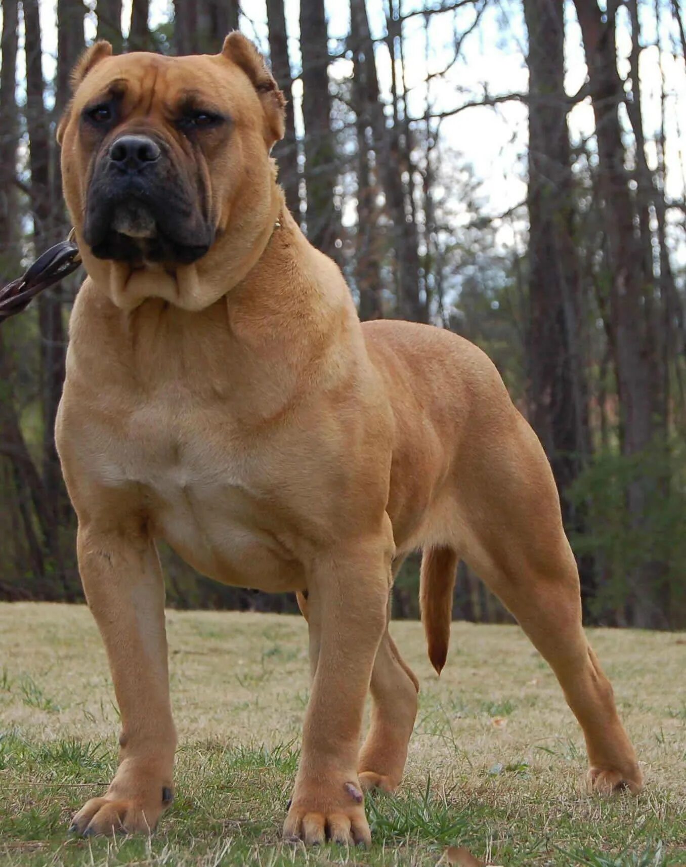 10 сильных собак. Канарский мастиф. Presa Canario порода собак. Пьеро де прессо Канарио. Молоссы Канарский дог.