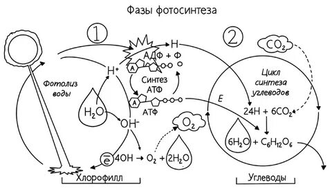 Картинки ОБРАЗОВАНИЕ МОЛЕКУЛЯРНОГО КИСЛОРОДА ФАЗА ФОТОСИНТЕЗА