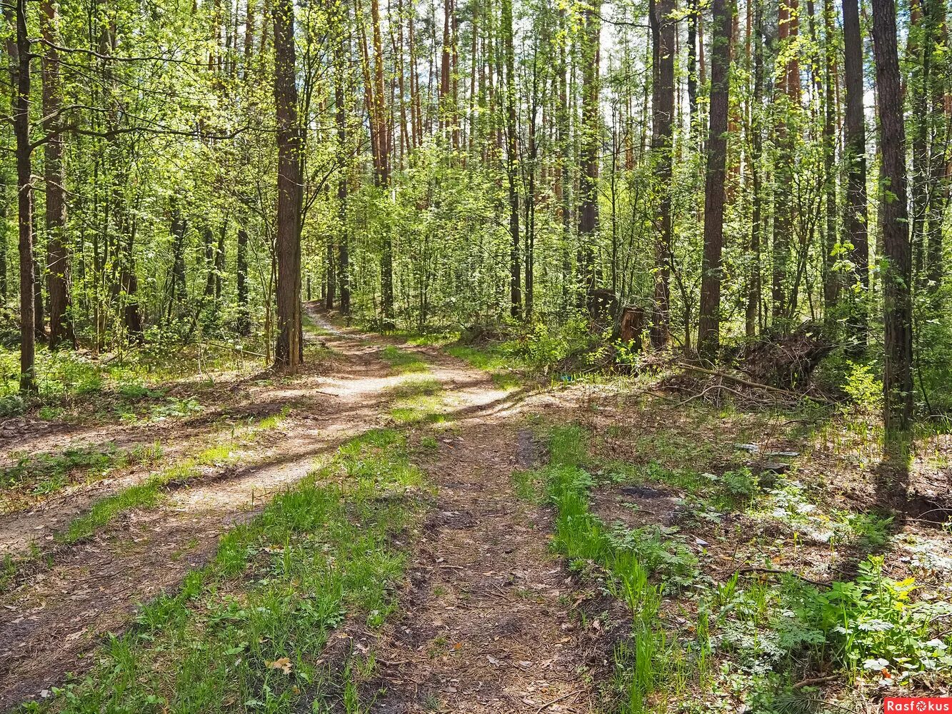 Локоны кёрли. Меж лесных кудрей. Синица лазаревка в лесу. Химическая завивка волос. Катя василенко кудри.
