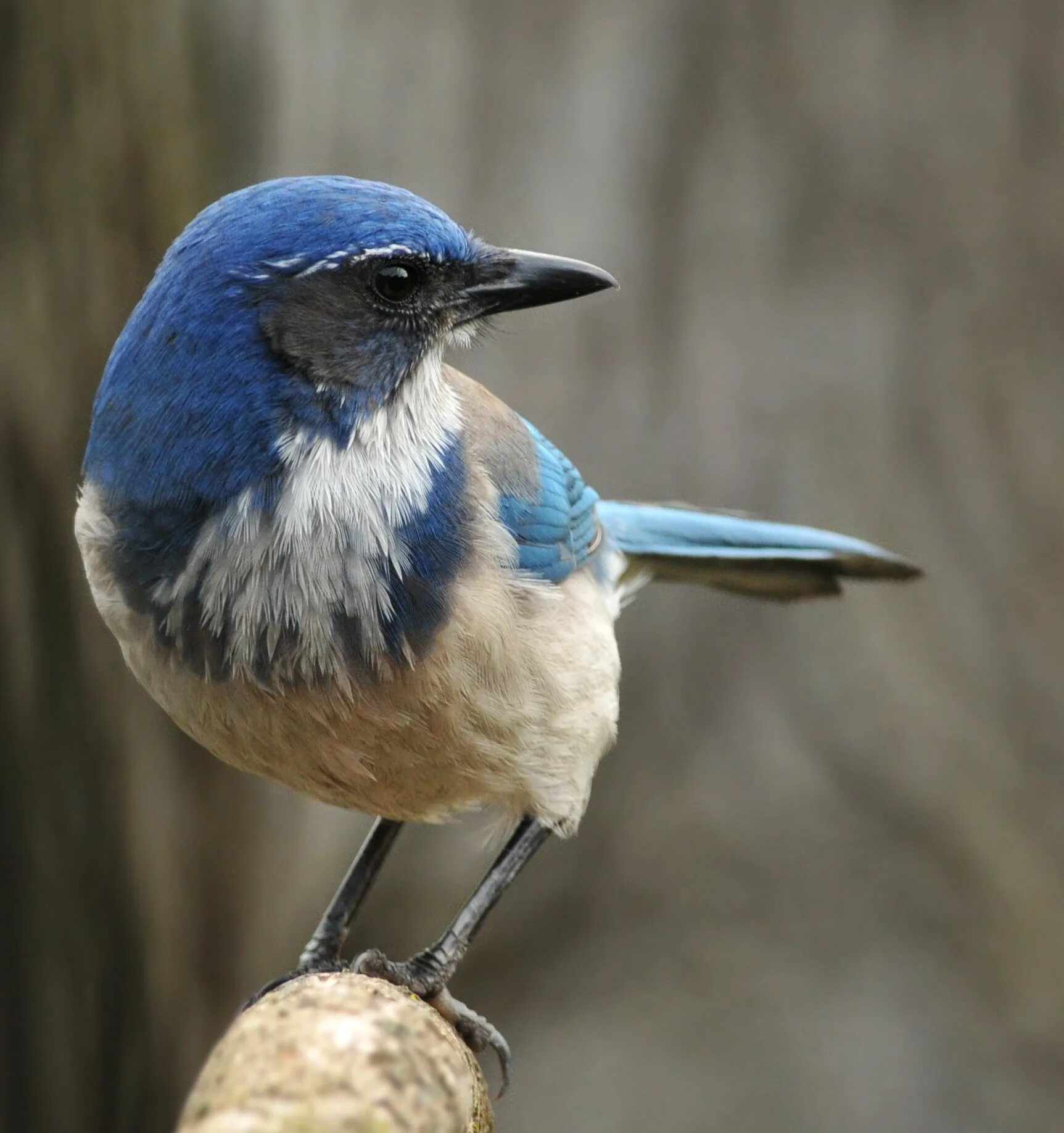 Птица с голубой головой