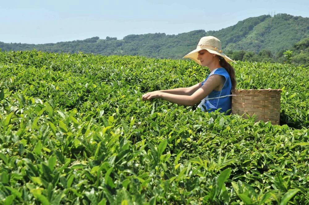 В россии растет чай. Мацеста чай плантации. Краснодарский чай плантации. Чайные плантации в Краснодарском крае. Плантации чая в Краснодарском крае.