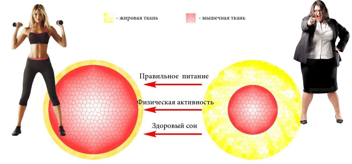 Обмен веществ. Физическая нагрузка ускоряет метаболизм. Замедление обмена веществ. Метаболический обмен веществ.