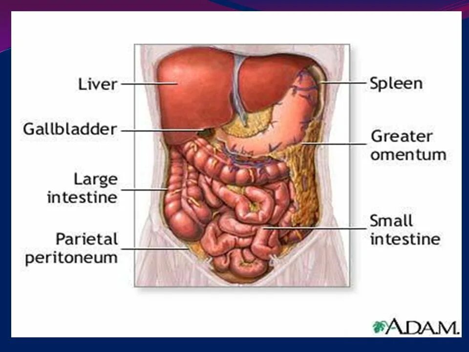 Желчный пузырь селезенка орган. Органы брюшной полости аппендикс. Анатомия брюшной полости аппендикс. Перитонит брюшной полости. Расположение органов брюшной полости аппендикс.