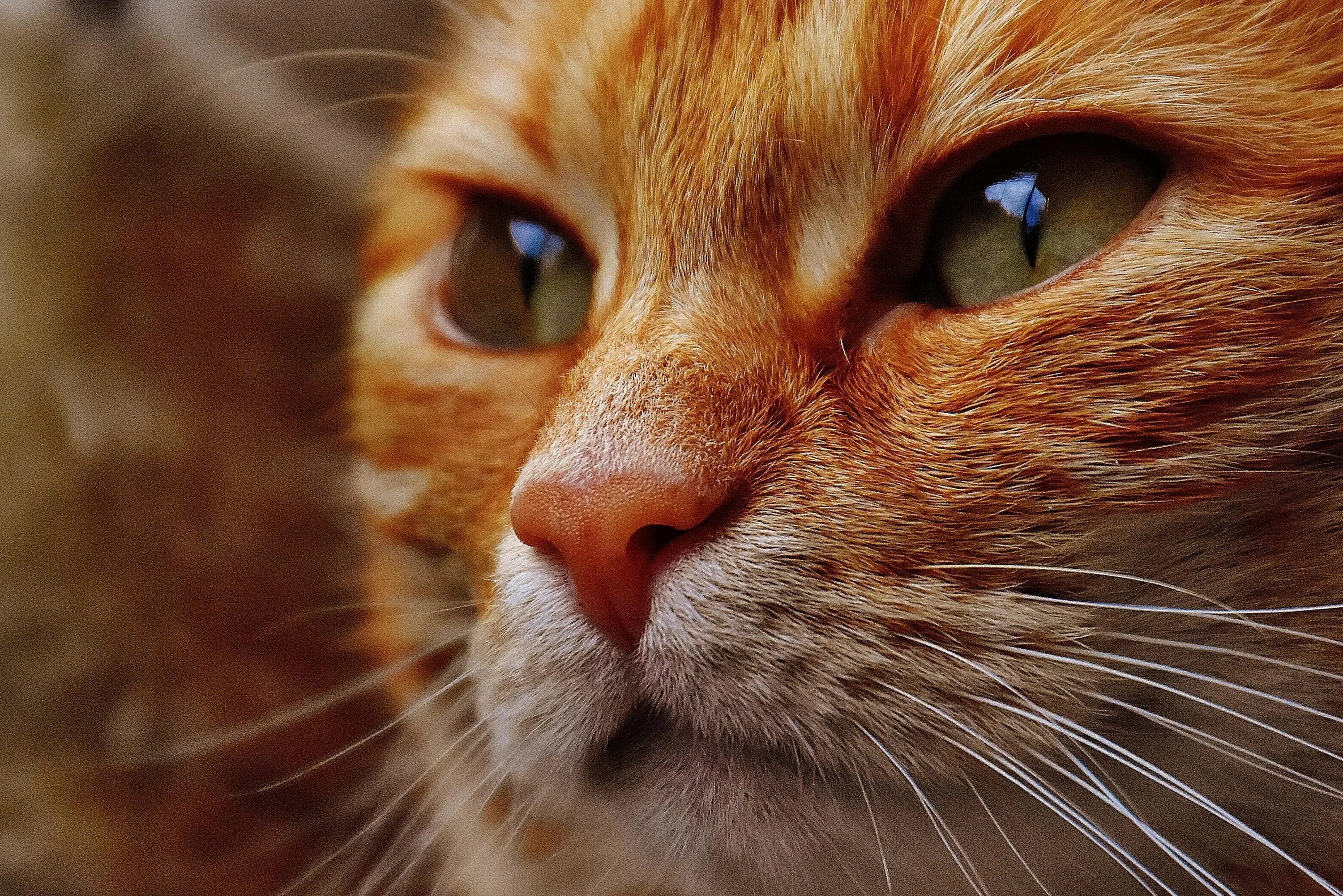 Рыжая кошка. Рыжая кошка с голубыми глазами. Красивый рыжий кот. Красивая морда кошки.