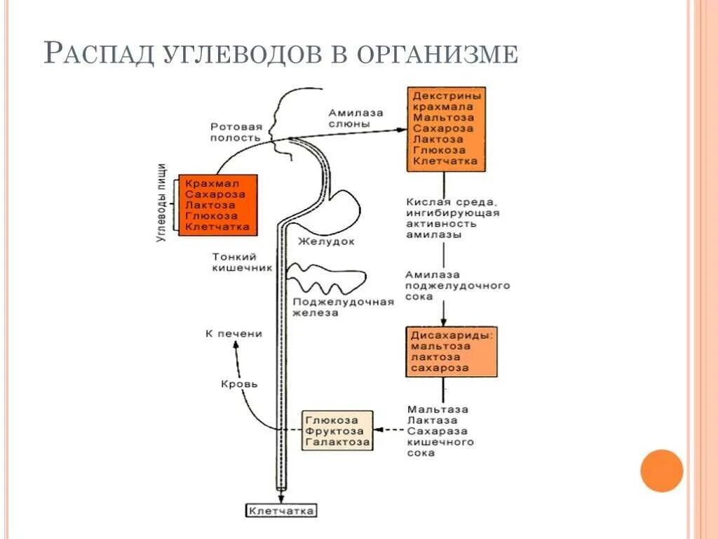 Продукты распада клеток. Обмен углеводов схема. Синтез белков из углеводов в организме человека. Схема процесса расщепления углеводов. Обмен углеводов схема 8 класс.