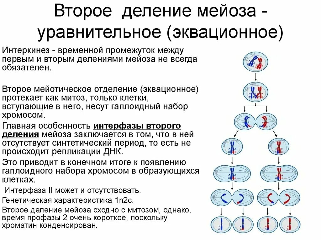 Схема мейоза первое деление и второе деление. Характеристика второго деления мейоза. Мейоз 1 редукционное деление. Фазы мейоза 1 деление 2 деление. Особенность процесса мейоза