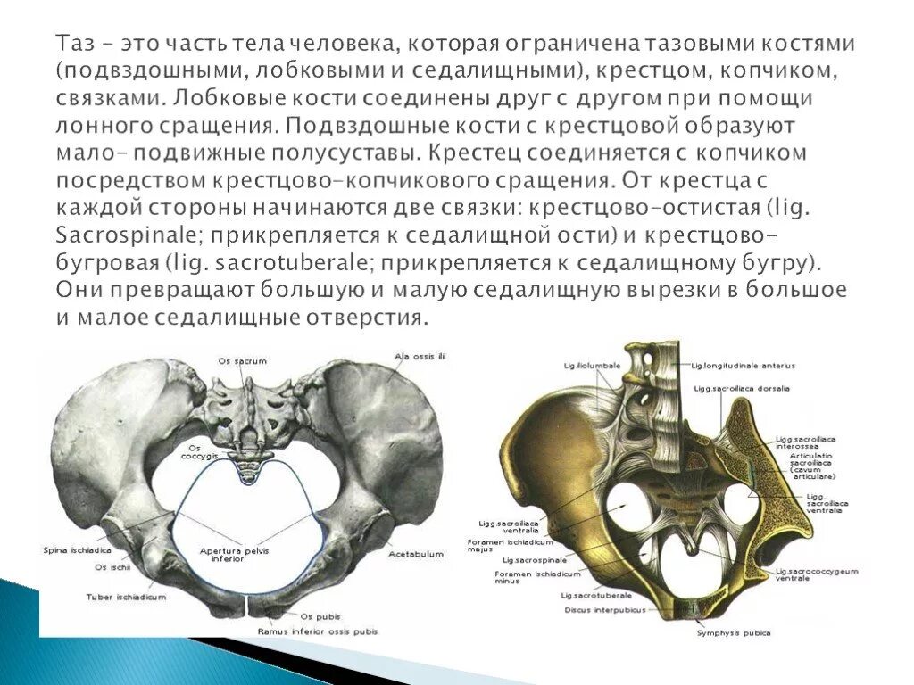 Пограничная линия таза (linea terminalis) образована:. Малое отверстие седалищное отверстие. Таз анатомия. Строение таза.